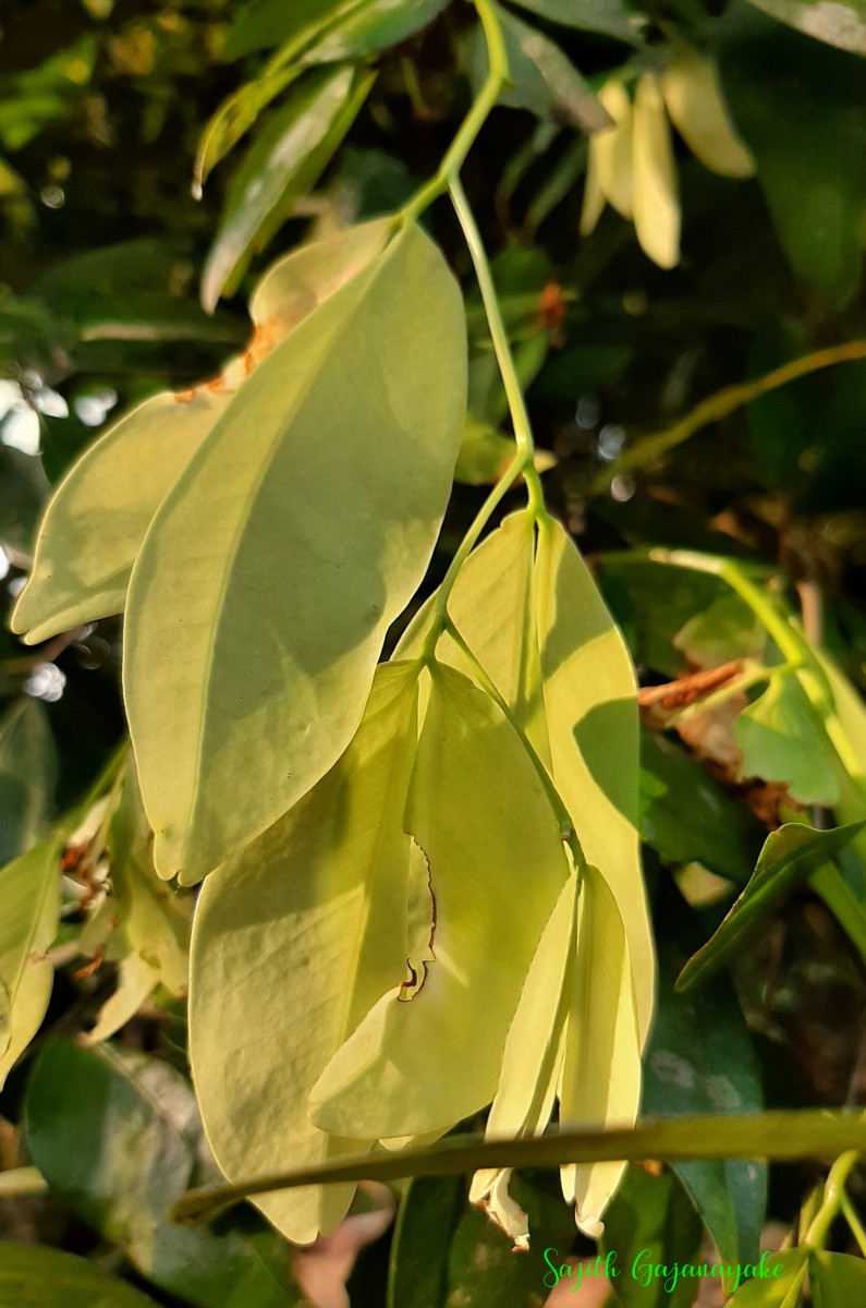 Cynometra cauliflora L.